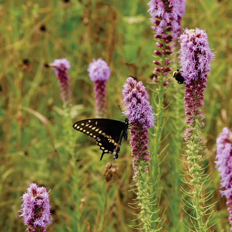 Prairie Blazing Star (Liatris pycnostachya)