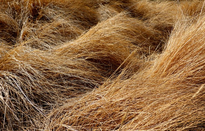 Prairie Dropseed For Golden Orange Mounds