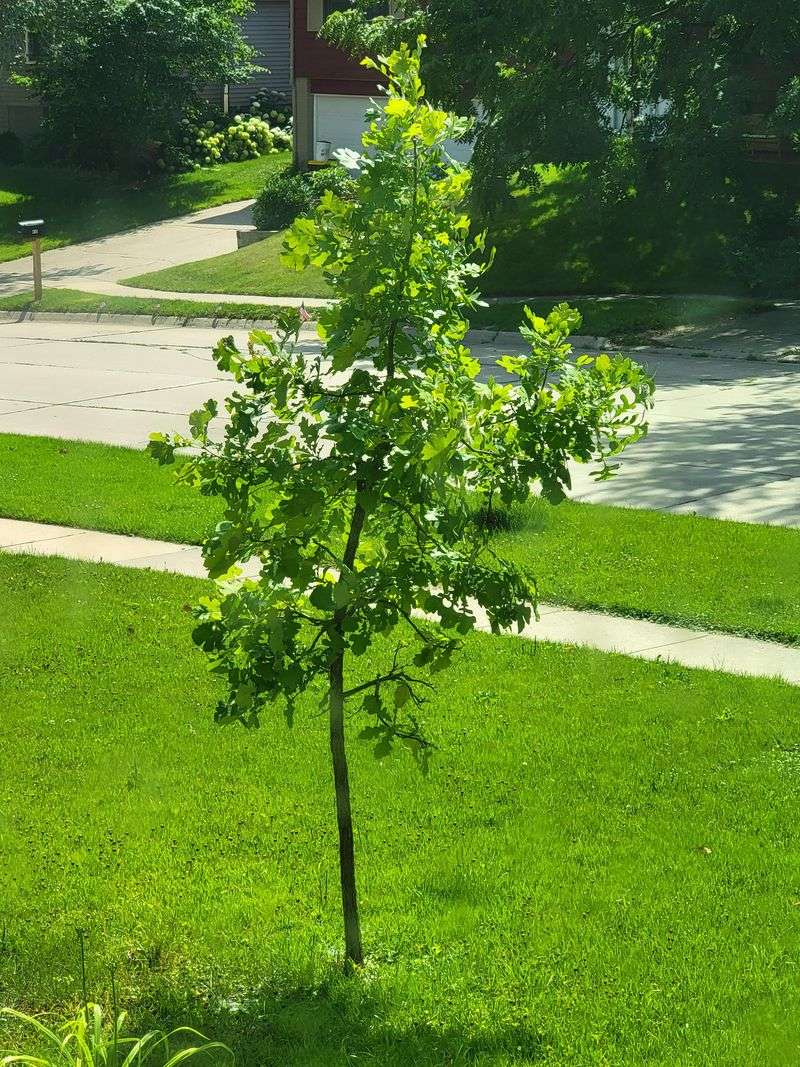Prairie Fires Shaped This Tree For Centuries