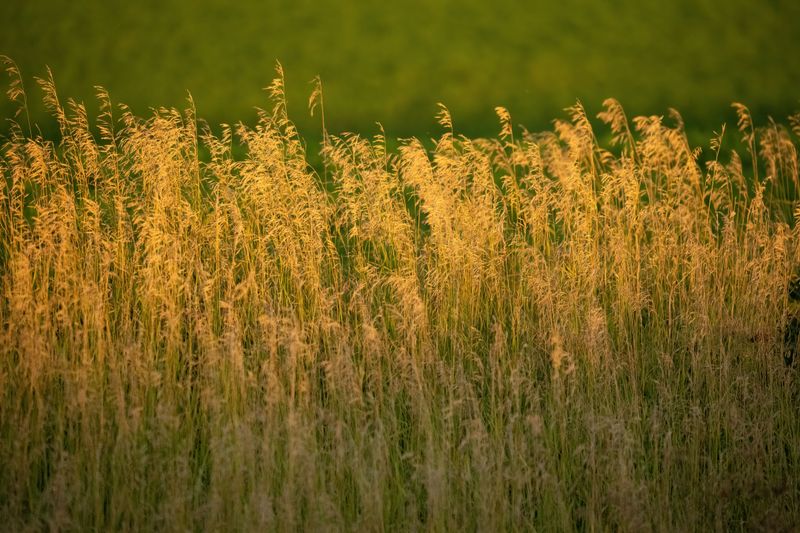 Prairie Grasses Are Becoming A Landscaping Favorite Prairie Grasses Are Becoming A Landscaping Favorite
