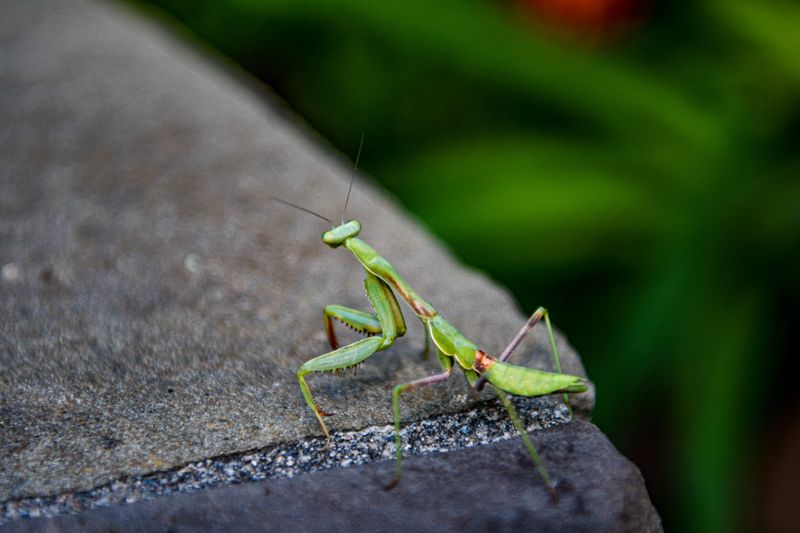 Praying Mantises Lurking On The Perch Praying Mantises Lurking On The Perch