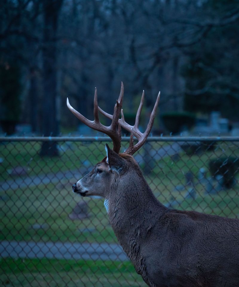 Pre-Rut Restlessness Sends Bucks Wandering Through Neighborhoods Pre-Rut Restlessness Sends Bucks Wandering Through Neighborhoods