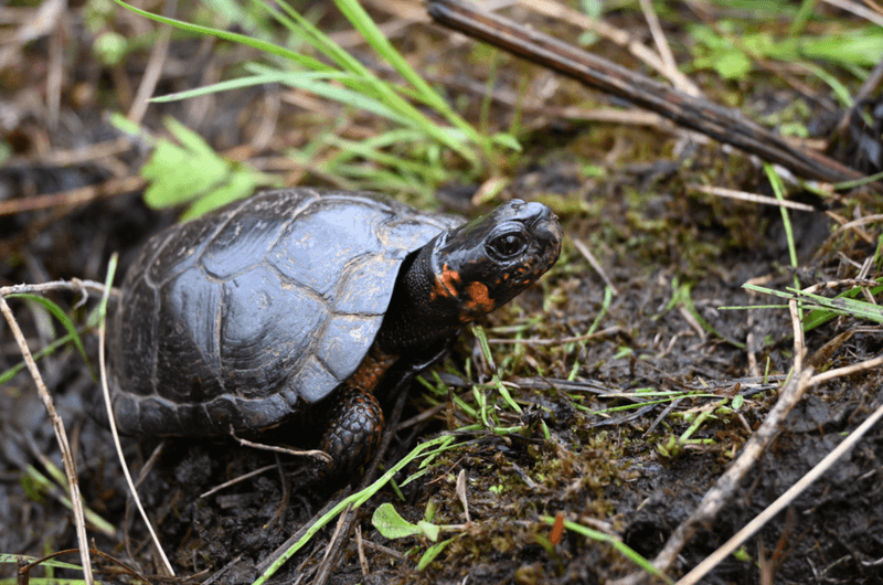 Predators, Poachers, And The Hidden Pressures Turtles Still Face Predators, Poachers, And The Hidden Pressures Turtles Still Face