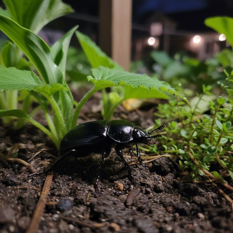 Predatory Insects Rely On Undisturbed Ground Predatory Insects Rely On Undisturbed Ground