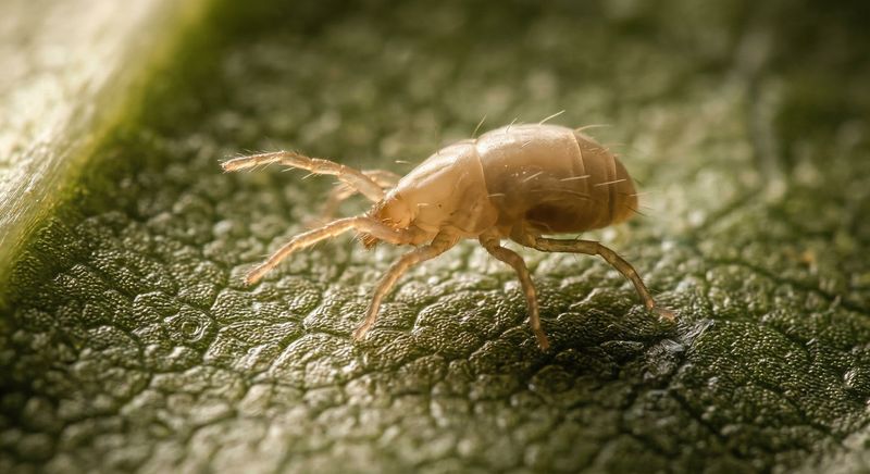 Predatory Mites Find Food And Shelter Here