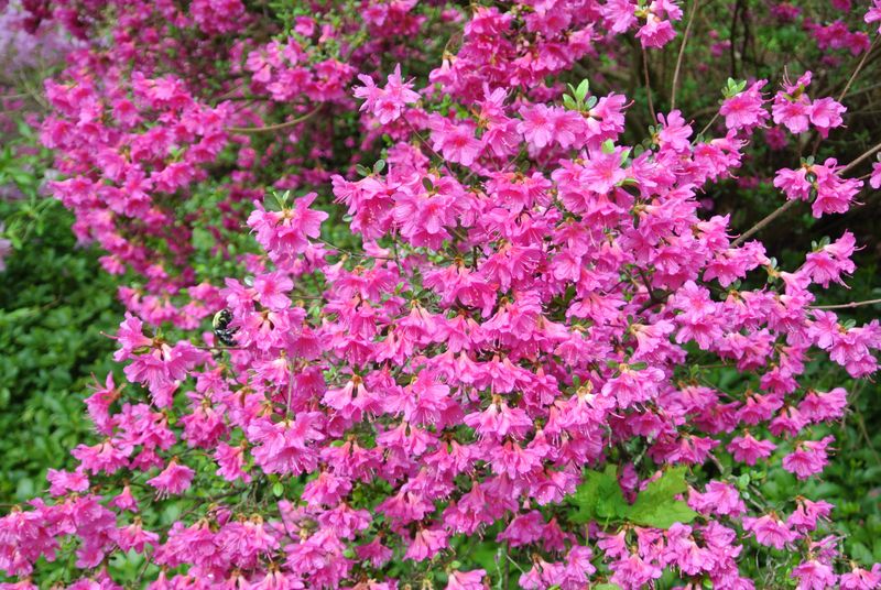 Prepare Azaleas For Spring Blooms