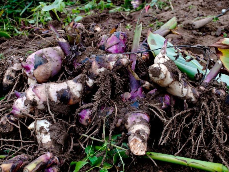 Prepare Cannas For Winter Storage