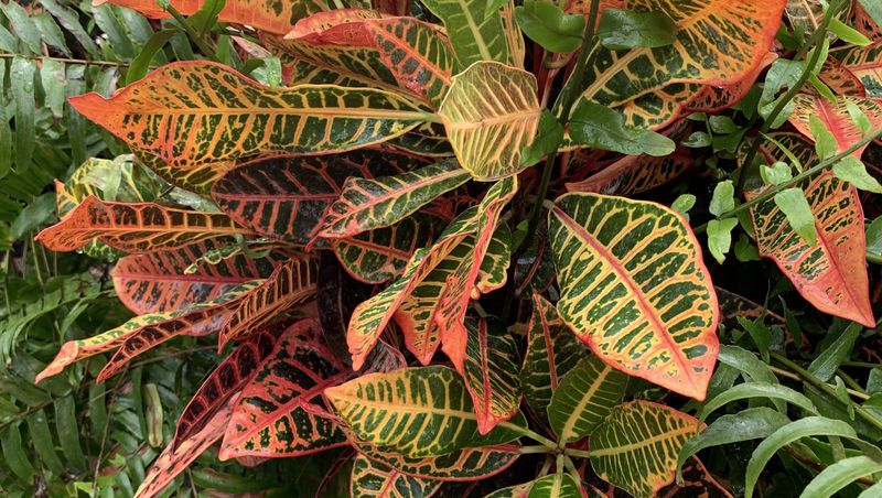 Prepare Crotons For Cooler Temperatures And Less Growth Prepare Crotons For Cooler Temperatures And Less Growth