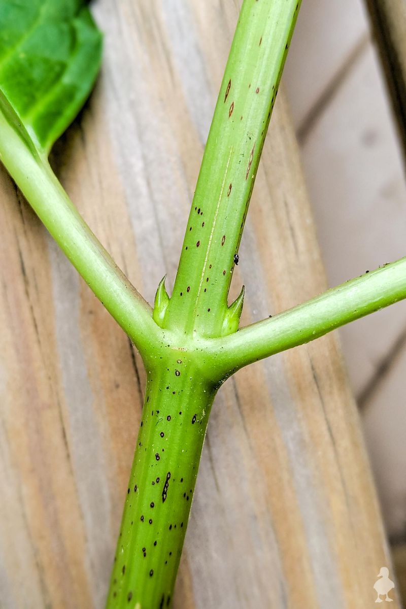 Prepare Each Cutting Around a Leaf Node