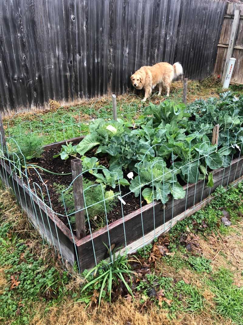 Prepare Fall Vegetable Beds For A Late Planting Push Prepare Fall Vegetable Beds For A Late Planting Push