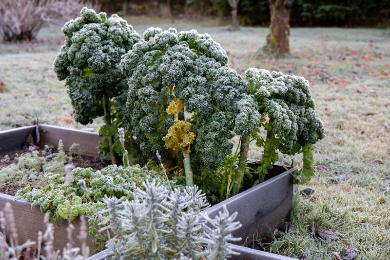 Prepare Garden Beds Before The First Freeze Arrives Prepare Garden Beds Before The First Freeze Arrives