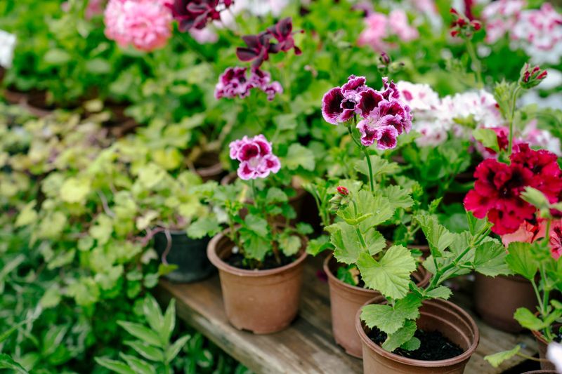 Prepare Healthy Wisconsin Plants Before Frost