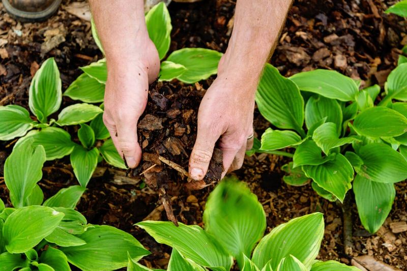 Prepare Hostas For Spring Growth