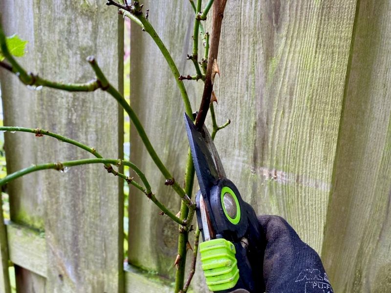 Prepare Rose Canes For Changing Weather Prepare Rose Canes For Changing Weather