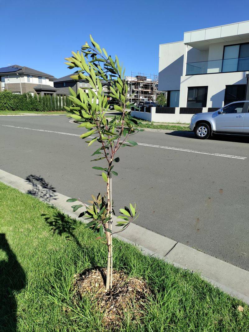 Prepare Shrubs And Trees For Cooler Months Prepare Shrubs And Trees For Cooler Months