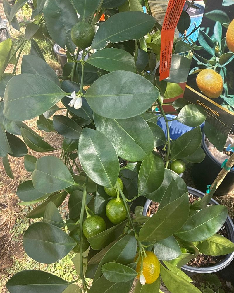 Prepare Texas Citrus Trees For Fall Weather Changes