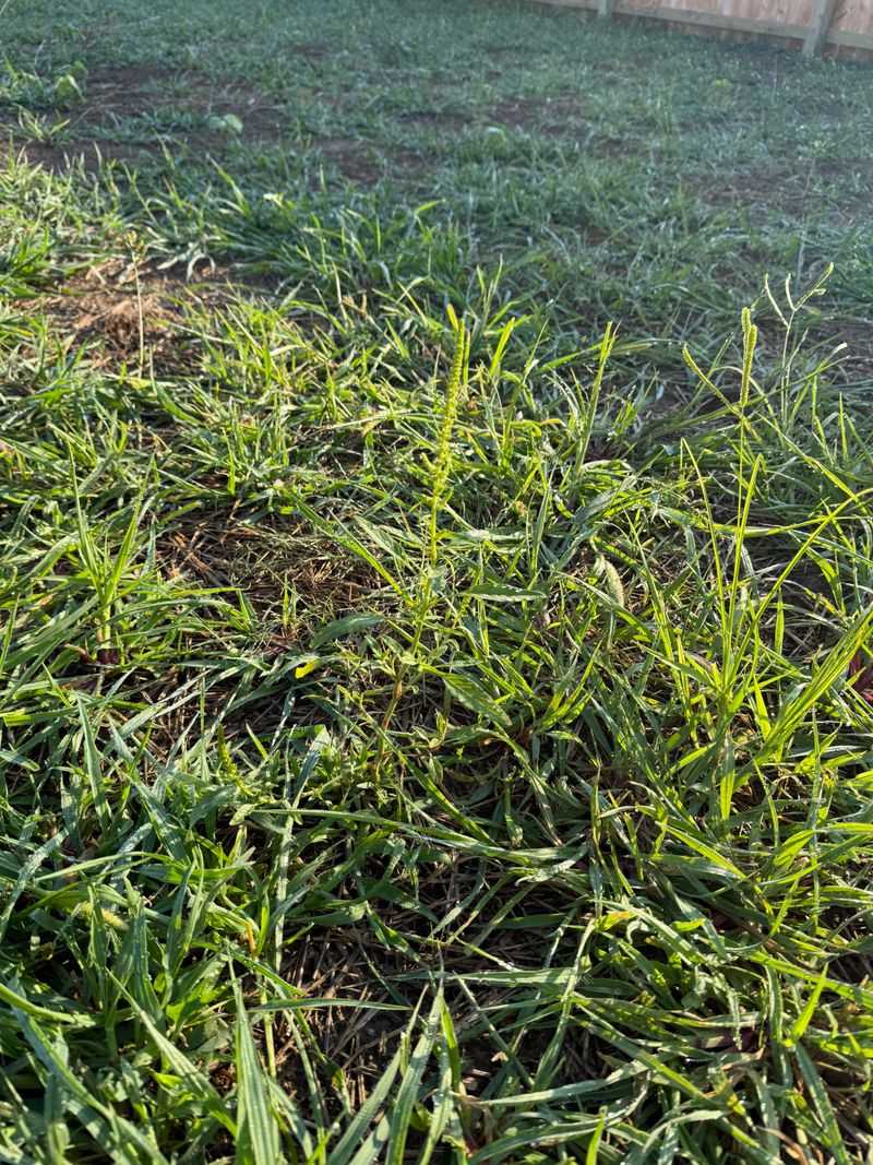 Prepare The Seedbed Before You Spread