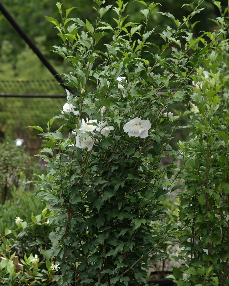 Prepare The Shrub For Winter Survival
