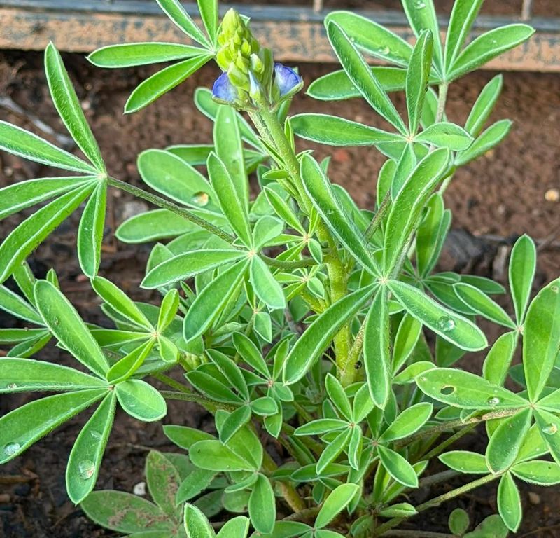 Prepare The Soil Before Sowing