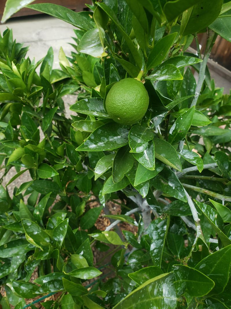 Prepare The Tree For A Strong Spring Start Prepare The Tree For A Strong Spring Start