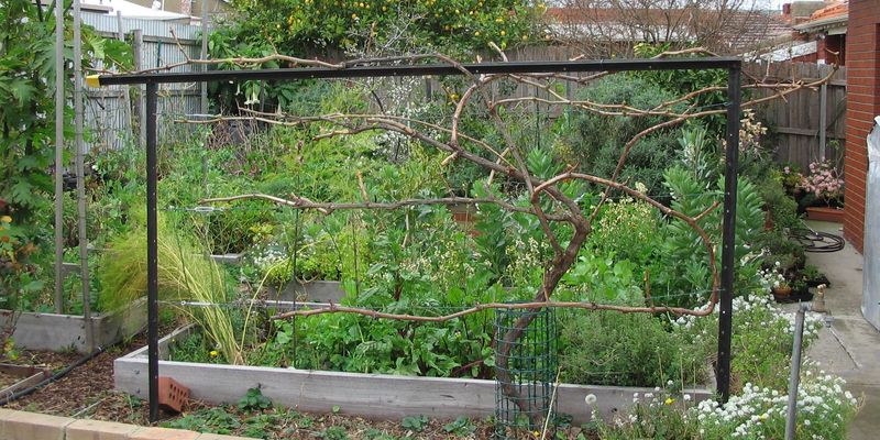 Prepare Trellises And Supports For The Next Growing Season