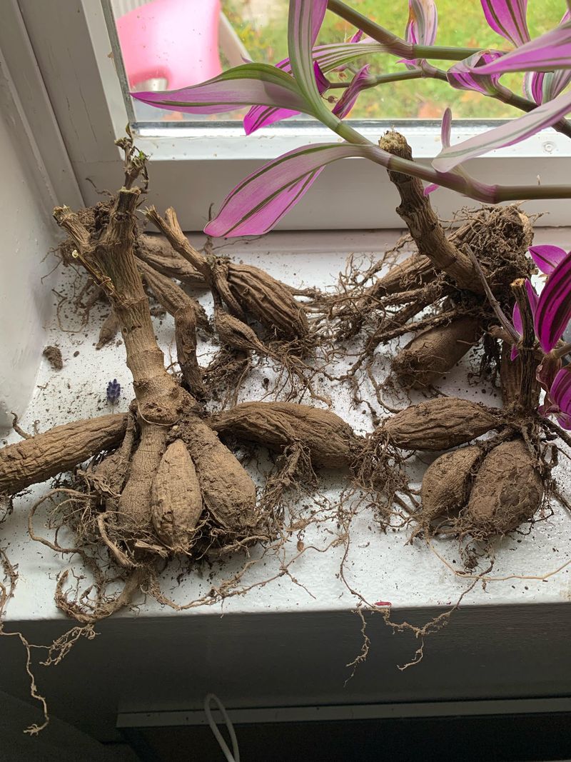 Prepare Tubers For Georgia Winter Conditions