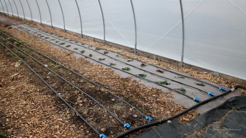 Prepare Wisconsin drip lines, soaker hoses, and irrigation equipment Prepare Wisconsin drip lines, soaker hoses, and irrigation equipment