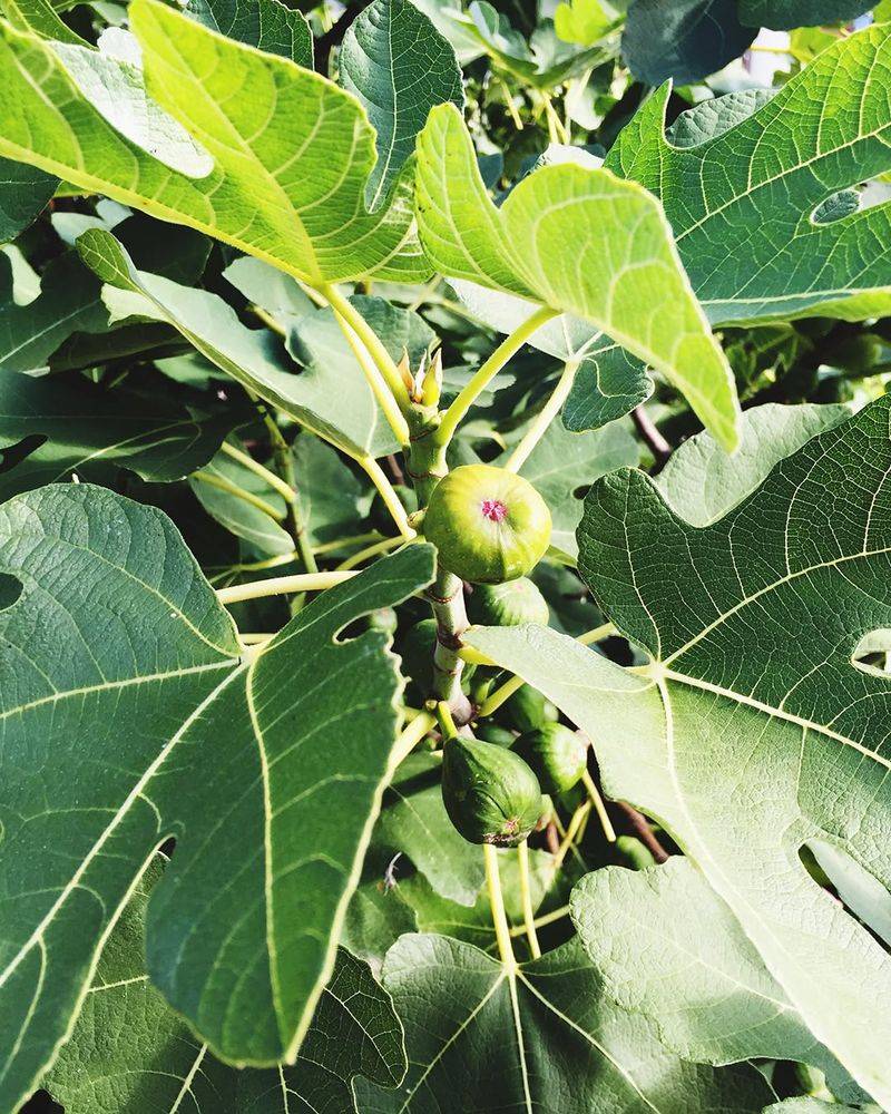 Prepare Young Fig Trees For Cold Weather