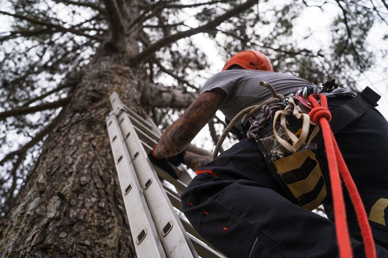 Prepare Your Georgia Trees Before The Next Big Storm Hits Prepare Your Georgia Trees Before The Next Big Storm Hits