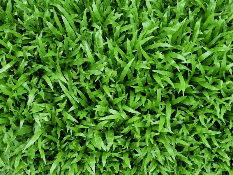 Prepare Zoysia For Cooler Months Without Overdoing Fall Care Prepare Zoysia For Cooler Months Without Overdoing Fall Care