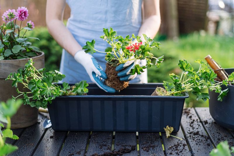 Prepare for Spring Blooms