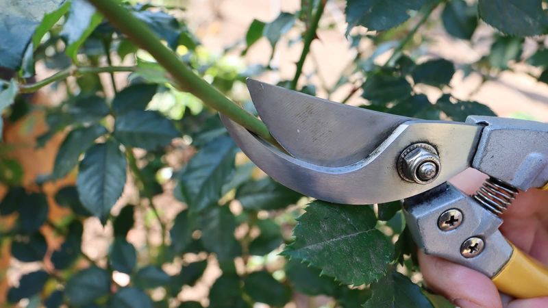 Prepare the Arizona Cutting With Clean, Leaf-Sparing Cuts Prepare the Arizona Cutting With Clean, Leaf-Sparing Cuts