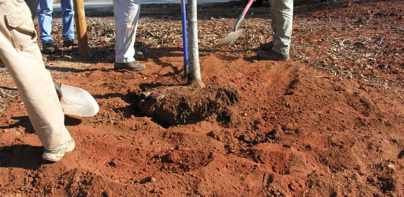 Prepare the root zone before planting