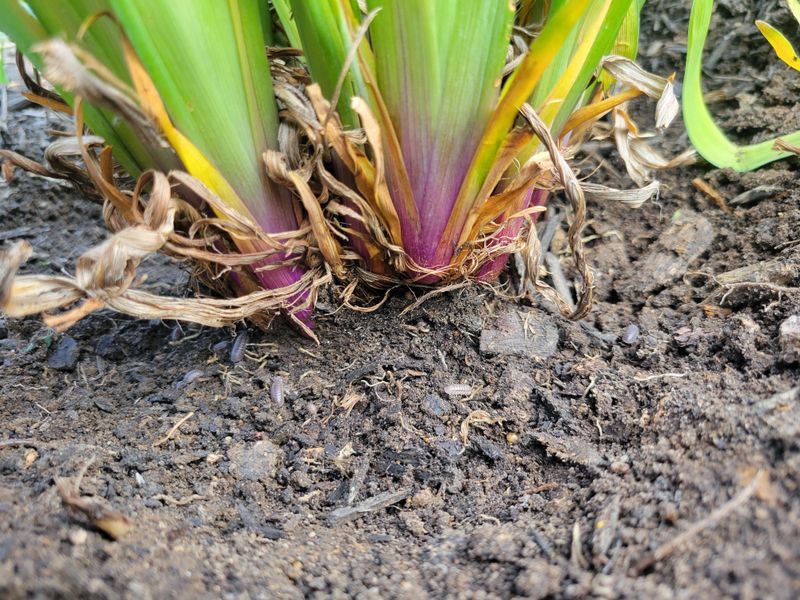 Preparing Beds That Drain Well In Red Clay