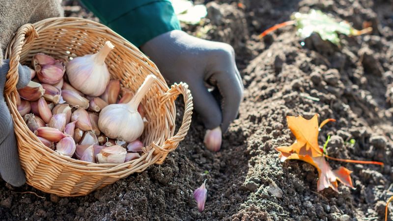 Preparing Everything Now Makes Planting Day Much Simpler