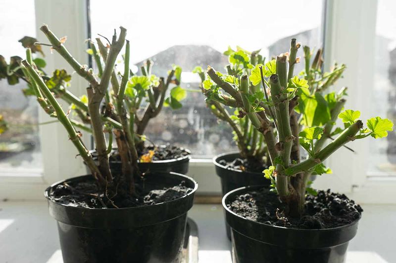 Preparing Your Geraniums For Their Winter Rest Preparing Your Geraniums For Their Winter Rest
