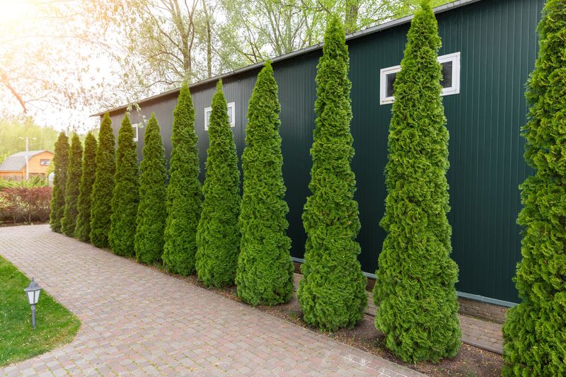 Preserve Arborvitae’s Natural Shape Preserve Arborvitae’s Natural Shape