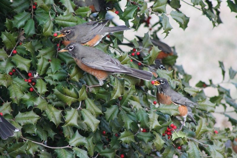 Preserve Fruit For Wildlife Preserve Fruit For Wildlife