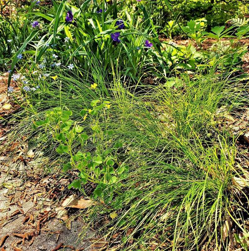 Preserve Leaf Litter And Low Cover Beneath The Grass Preserve Leaf Litter And Low Cover Beneath The Grass