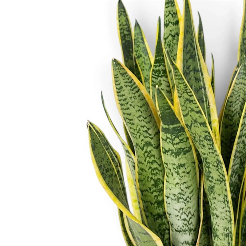 Preserve Variegation by Choosing Division