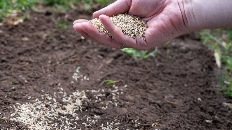 Press Seed Against Soil For Better Germination