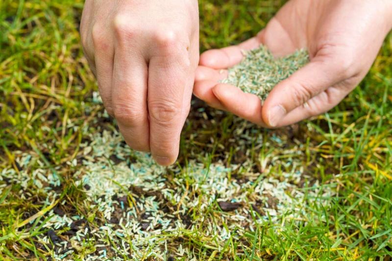 Press Seed Into Soil Instead Of Leaving It Loose Press Seed Into Soil Instead Of Leaving It Loose