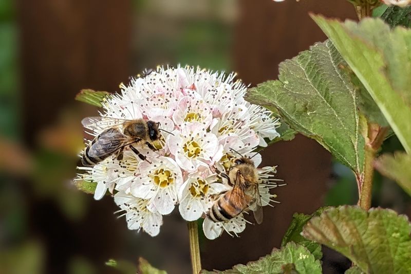 Pretty Flowers Invite Pollinators