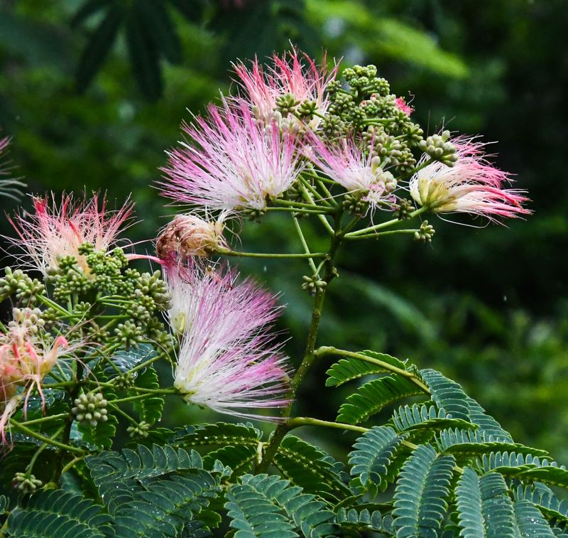 Pretty Pink Blooms Come With Some Hidden Costs