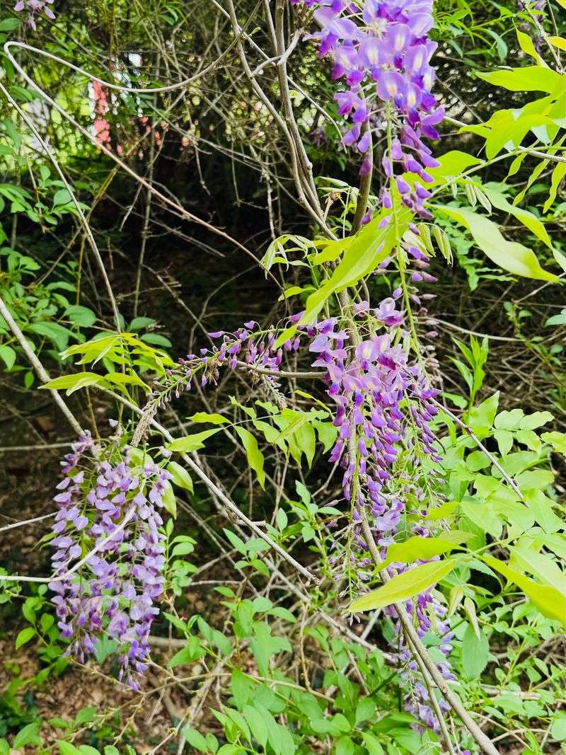 Pretty Purple Blooms With A Hidden Agenda Pretty Purple Blooms With A Hidden Agenda