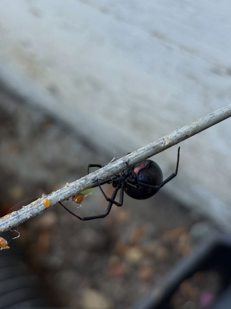 Prevent Future Encounters While Gardening