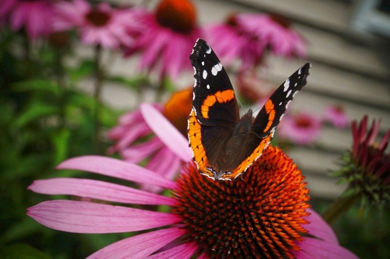 Prevent Pests and Disease the Natural Arizona Way