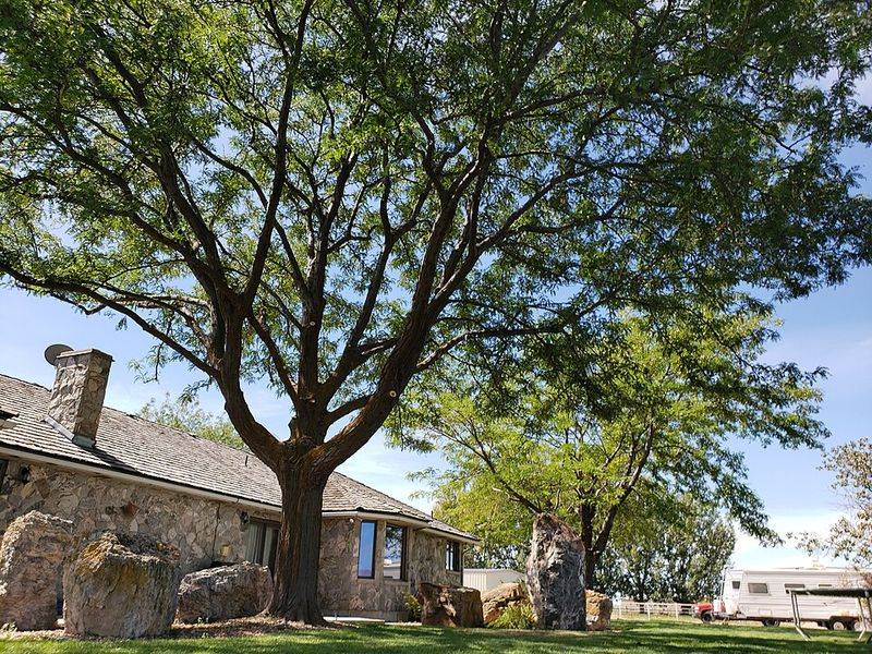 Prevention Plans For Iowa Yards With Locust Trees Prevention Plans For Iowa Yards With Locust Trees