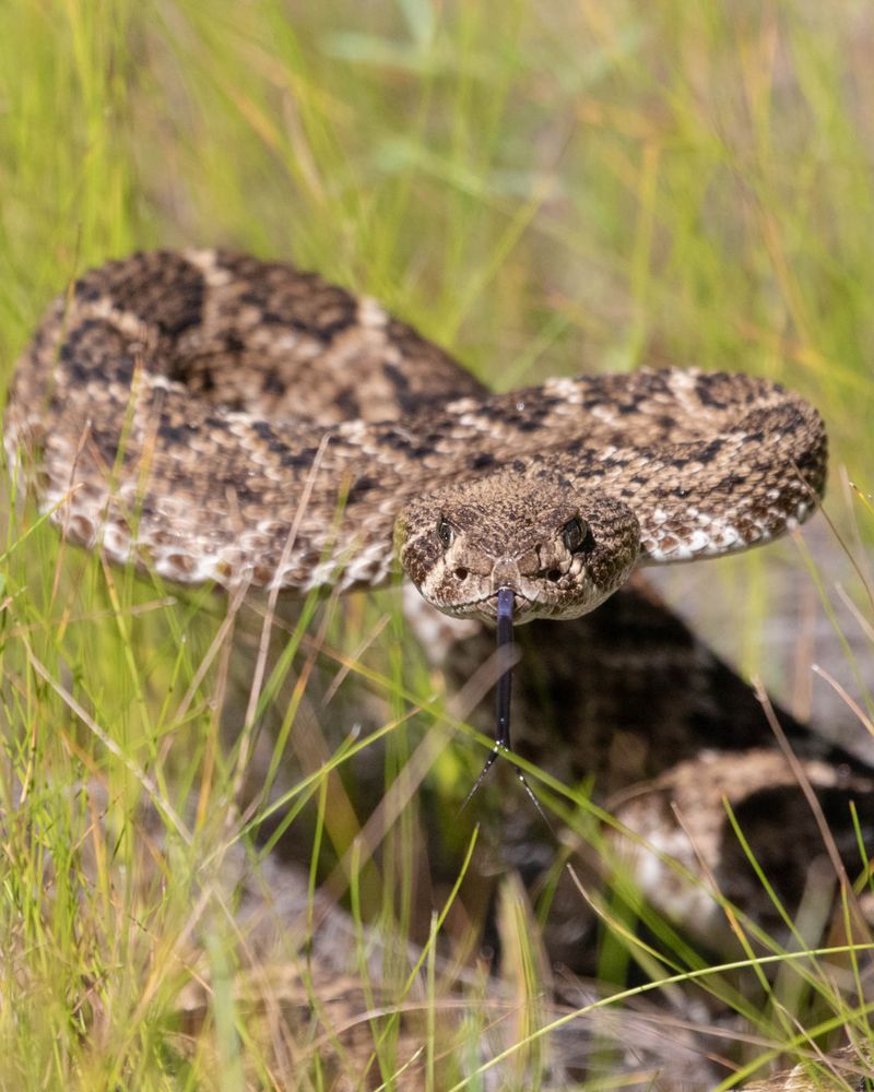 Prey Movement Pulls Them Toward New Ground