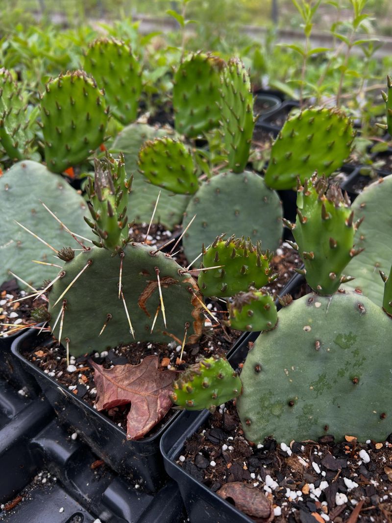 Prickly Pear Cactus Prickly Pear Cactus